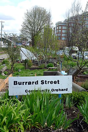 Burrard Street Community Orchard (5641726796)