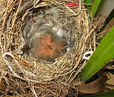 Cape Wagtail nestlings 2 days old Motacilla capensis IMG 1843c
