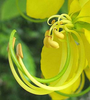 Cassia fistula-flower-detail