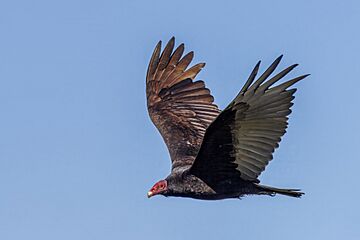 Chilean turkey vulture (Cathartes aura jota) in flight Maipo