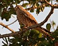 Common Kestrel (Falco tinnunculus) in Kinnarsani WS, AP W IMG 6037