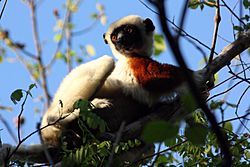 Coquerel's sifaka lemur propithecus coquereli