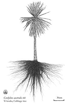 Cordyline australis tītī, Cabbage tree, ti kouka on Great Barrier Island, hand drawing Axel Aucouturier