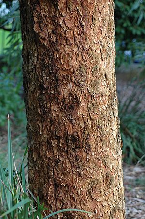 Corymbia leichhardtii bark
