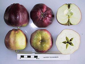 Cross section of Bloody Ploughman, National Fruit Collection (acc. 1962-042).jpg