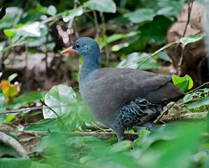Crypturellus tataupa -Piraju, Sao Paulo, Brasil-8.jpg