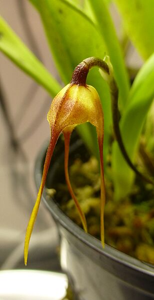 Dracula Olmosii Bloom Profile