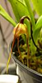 Dracula Olmosii Bloom Profile