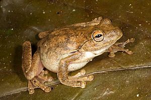 Litoria Facts for Kids