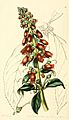 Edwards' botanical register, or, Ornamental flower-garden and shrubbery .. (1829-1847) (20988080759)