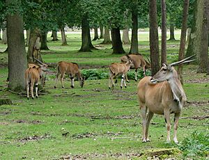 Elands Thoiry 19802