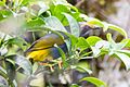 Enodes erythrophris 64408767