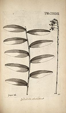 Epidendrum secundum - Jacquin - Selectarum vol. 2 tab. 137