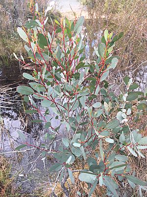 Eucalyptus aquatica