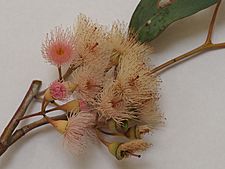 Eucalyptus caleyi flowers(2)