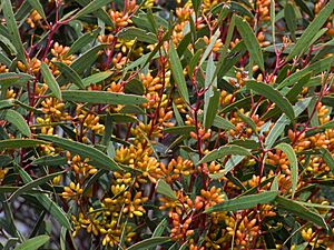Eucalyptus leptophylla buds