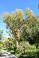 Eucalyptus loxophleba - Jardín Botánico de Barcelona - Barcelona, Spain - DSC08962