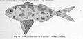 FMIB 51424 Portuguese-Man-of-War-Fish Nomeus gronovii