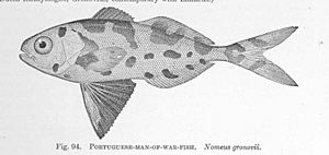 FMIB 51424 Portuguese-Man-of-War-Fish Nomeus gronovii