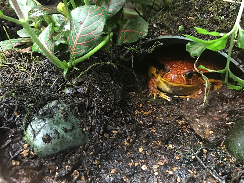False tomato frog (Dyscophus guineti)