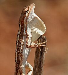 Fan-throated Lizard (Sitana ponticeriana) W2 IMG 7581