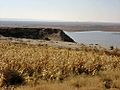 Fields of corn-Euphrates-Iraq