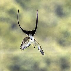 Fork-tailed flycatcher (Tyrannus savana monachus) in flight Cayo