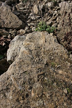 Fossils at Shellingford Pit (geograph 2284816).jpg