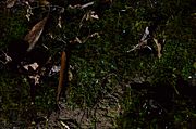 Foxfire at Anna Ruby Fall, Chattahoochee National Forest (14516028661)