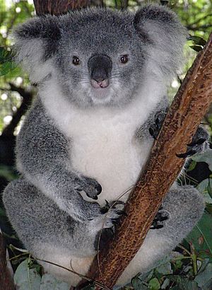 Friendly Female Koala