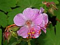 Geraniaceae - Geranium caespitosum var fremontii-1