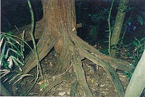 Gossia bidwillii Booyong Reserve July 23, 2000