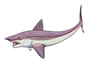 Helicoprion as chimeroid