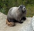 Hoarymarmot tight
