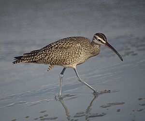Hudsonian Whimbrel (Numenius hudsonicus), California (48619863296).jpg