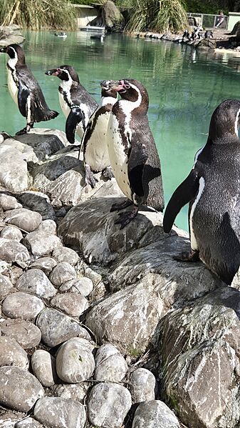 Humboldt Penguins at Twycross Zoo