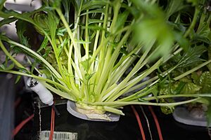 ISS-53 Mizuna being cultivated inside the Veggie facility