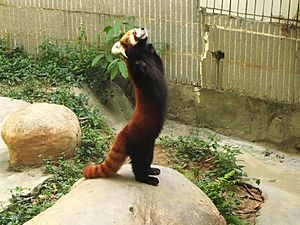 Red Panda Facts For Kids