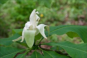 Magnolia tripetala 2.jpg