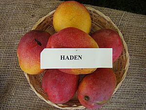 Mango Haden Asit fs8