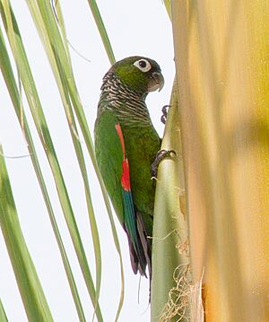 Maroon-tailed Parakeet.jpg