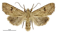 Meterana pansicolor male.jpg