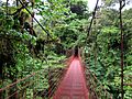 Monteverde puente