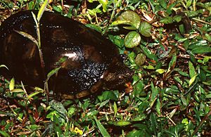 Mud Turtle (Kinosternon scorpioides) (36602010632).jpg