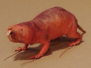 Naked mole rat-National Museum of Nature and Science