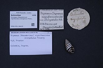 Naturalis Biodiversity Center - RMNH.MOL.266225 - Drymaeus (Mesembrinus) nigrofasciatus elongatulus Pilsbry, 1898 - Bulimulidae - Mollusc shell