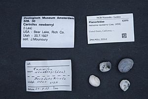 Naturalis Biodiversity Center - ZMA.MOLL.33312 - Helisoma newberryi (Lea, 1858) - Planorbidae - Mollusc shell