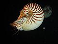 Nautilus macromphalus couple