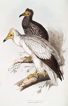 NeophronGould