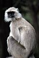 Northern plains gray langur
